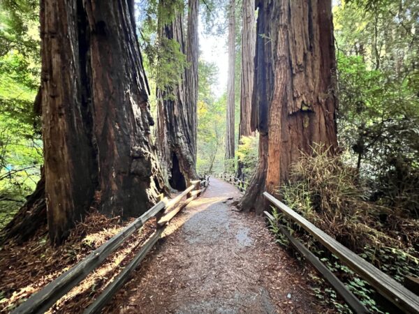 Muir Woods & Sausalito Tour - 5 Hours - Image 5