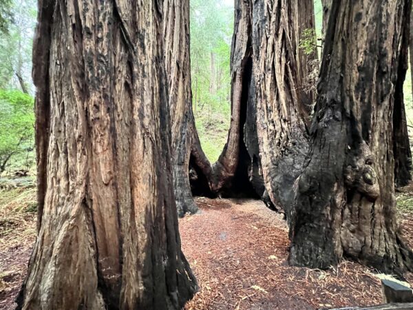 Muir Woods & Sausalito Tour - 5 Hours - Image 3