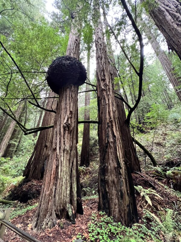 Muir Woods & Sausalito Tour - 5 Hours - Image 2