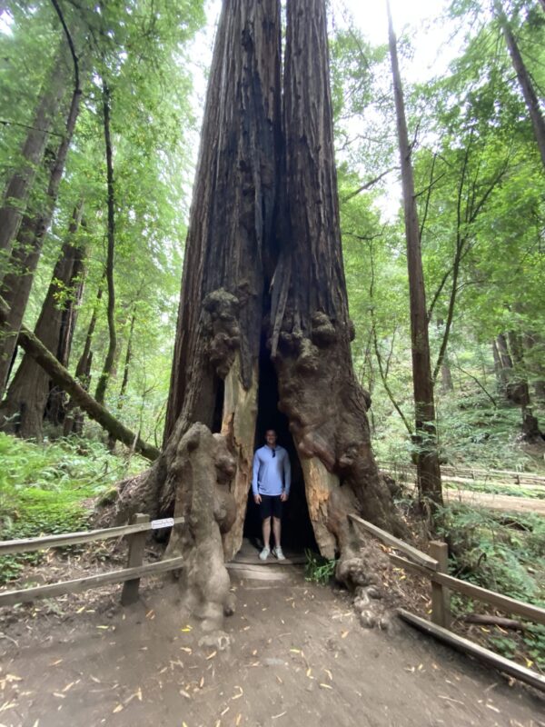 Muir Woods & Sausalito Tour - 5 Hours - Image 4