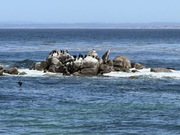 Monterey & Carmel Tour - 12 Hours - Image 8